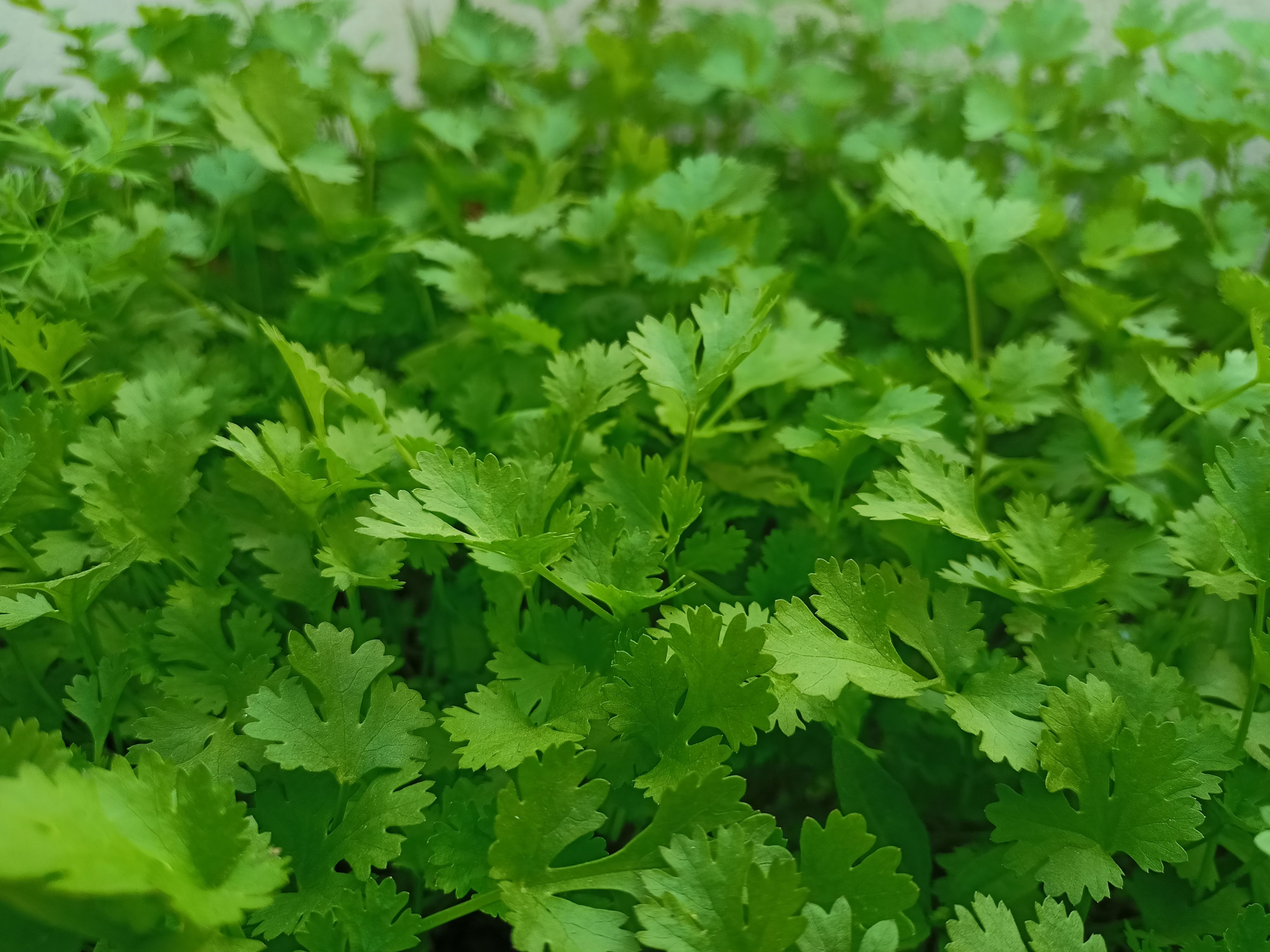 Coriander