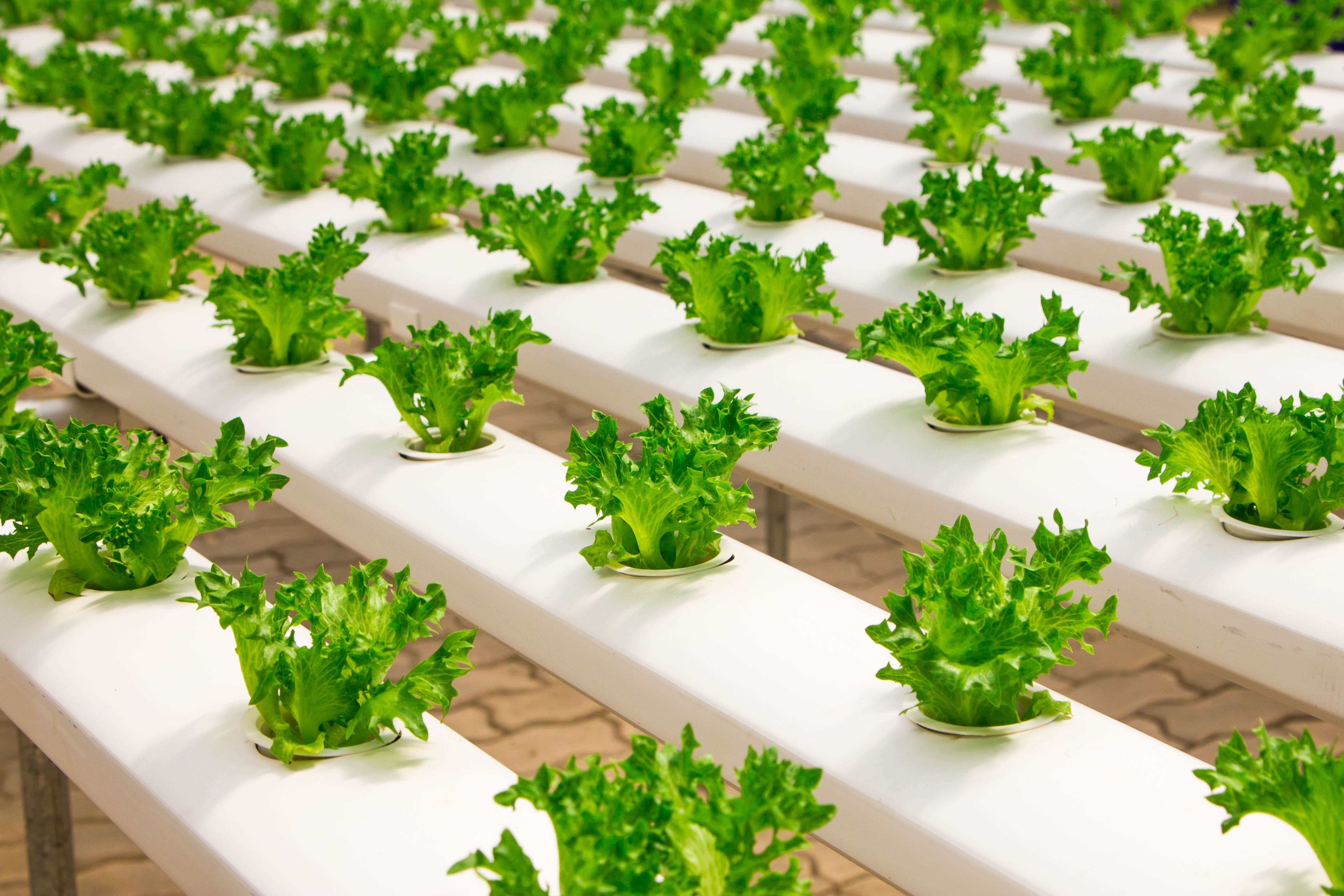 Hydroponic lettuce growing in an NFT system